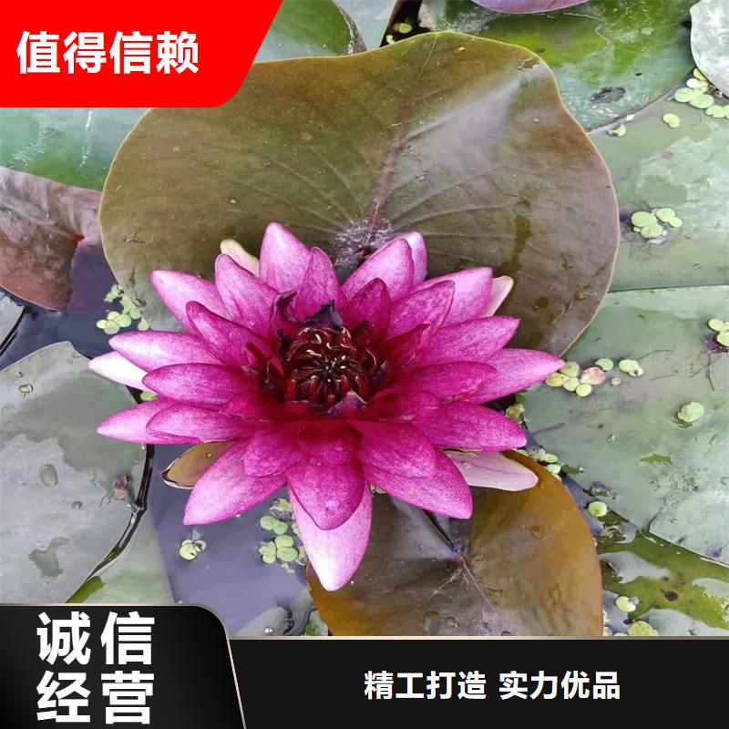 2025歡迎訪問##睡蓮圖片##公司