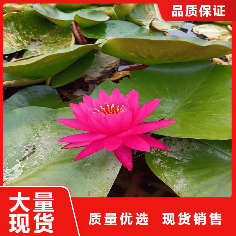睡蓮和荷花的區(qū)別經(jīng)銷商