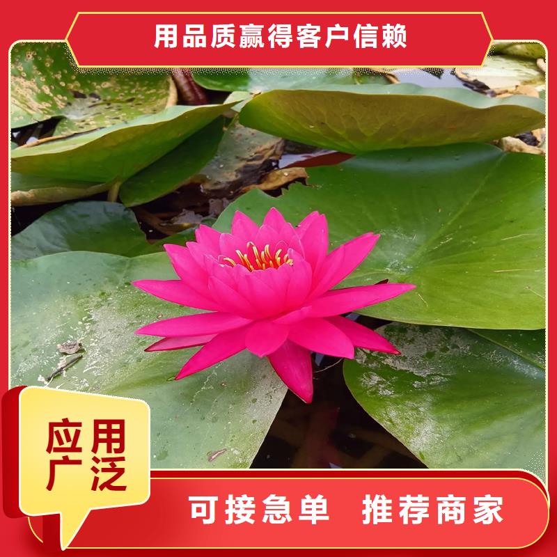 采購睡蓮的花語和寓意全國統(tǒng)一價