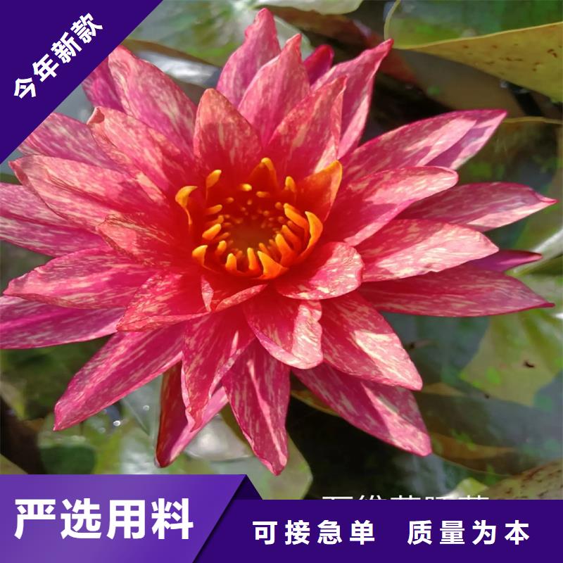 新款睡蓮種苗廠家