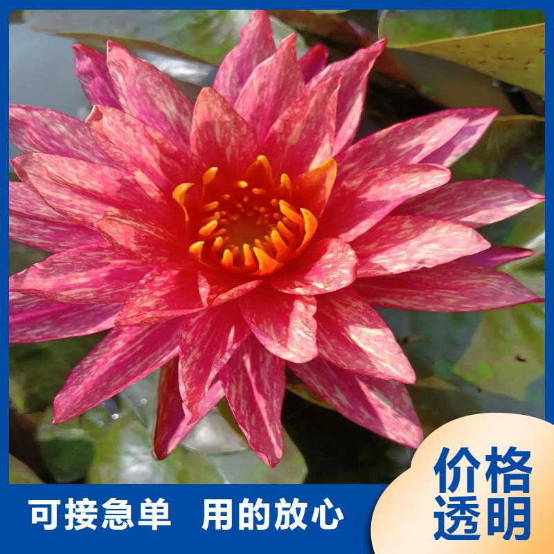 2025歡迎訪問##睡蓮圖片##公司