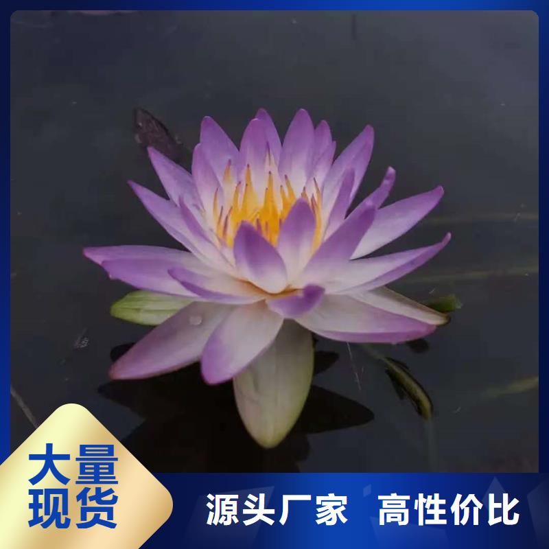 新款睡蓮種苗廠家