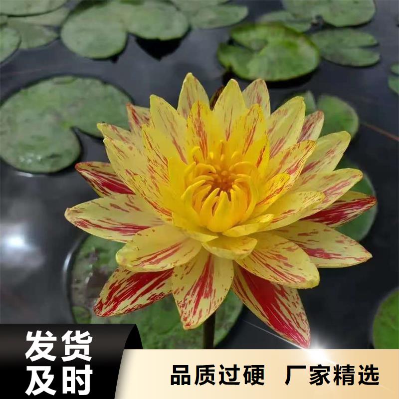 供應(yīng)睡蓮種子_優(yōu)質(zhì)廠家