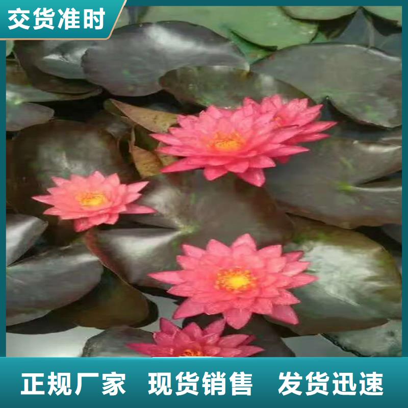 睡蓮種苗定制工廠
