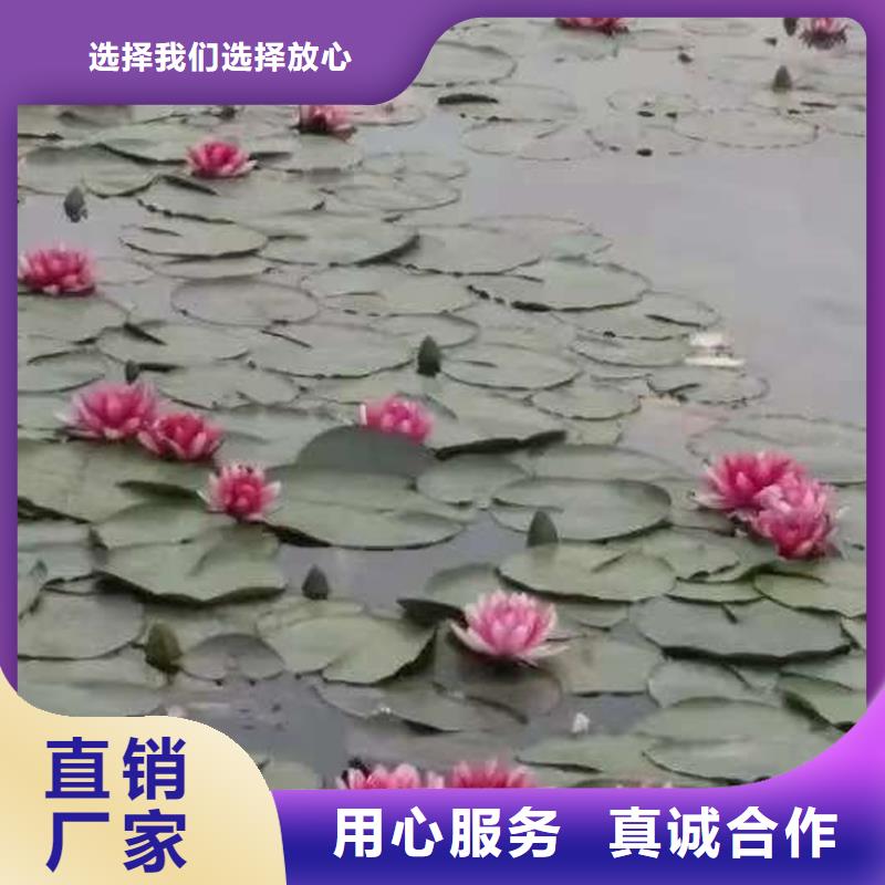 采購睡蓮的花語和寓意全國統(tǒng)一價