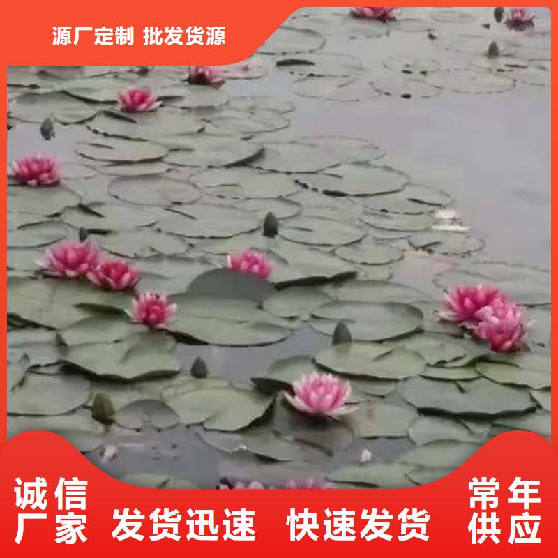 供應(yīng)睡蓮種子_優(yōu)質(zhì)廠家