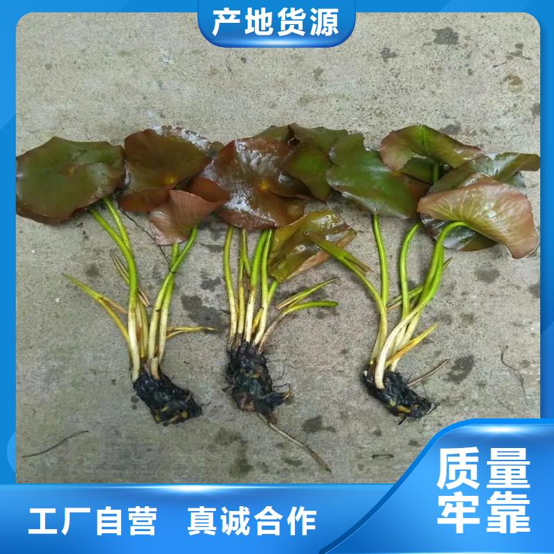 買睡蓮圖片認(rèn)準(zhǔn)大廠家