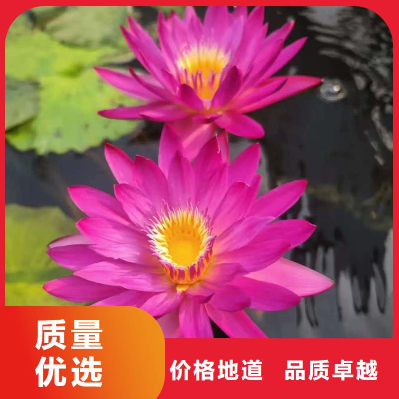 睡蓮什么時候開花訂購熱線