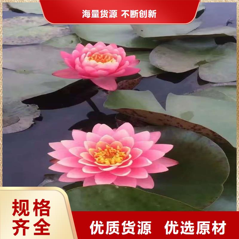 睡蓮和荷花的區(qū)別發(fā)貨就是快