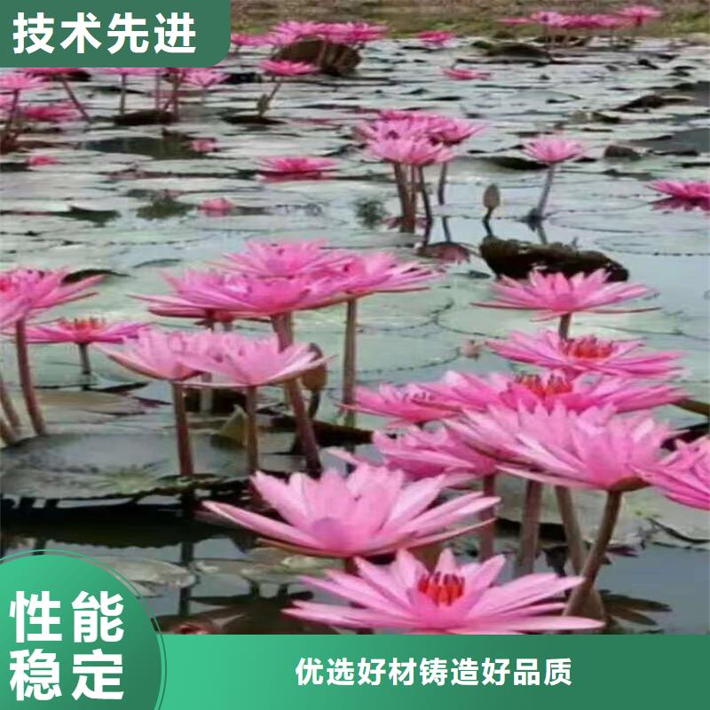 睡蓮什么時(shí)候開花加工定制