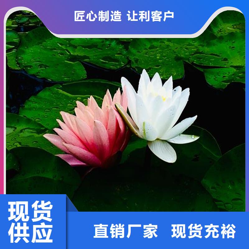 供應(yīng)睡蓮種子_優(yōu)質(zhì)廠家