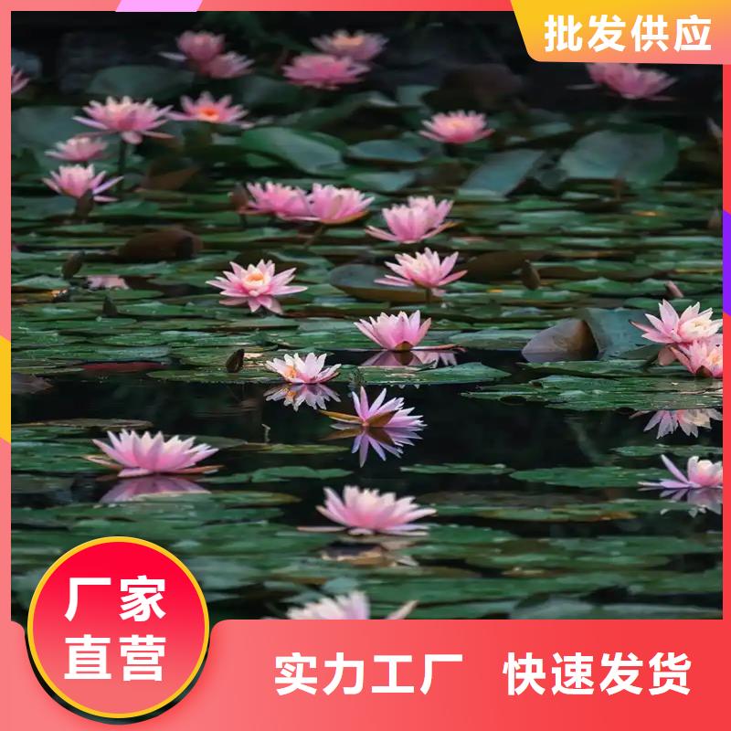 買睡蓮圖片認(rèn)準(zhǔn)大廠家