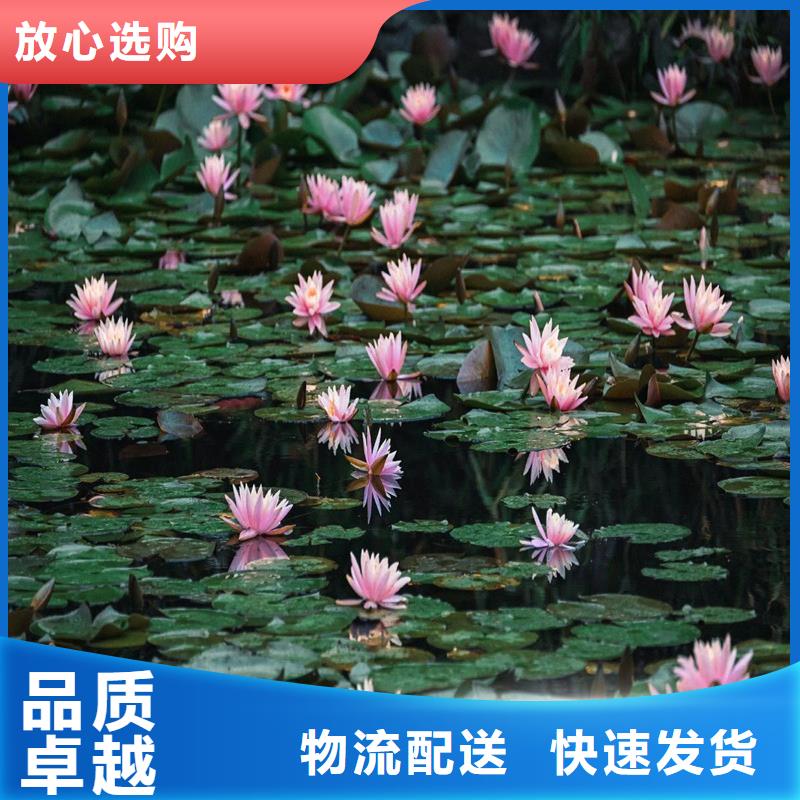 買睡蓮圖片認(rèn)準(zhǔn)大廠家