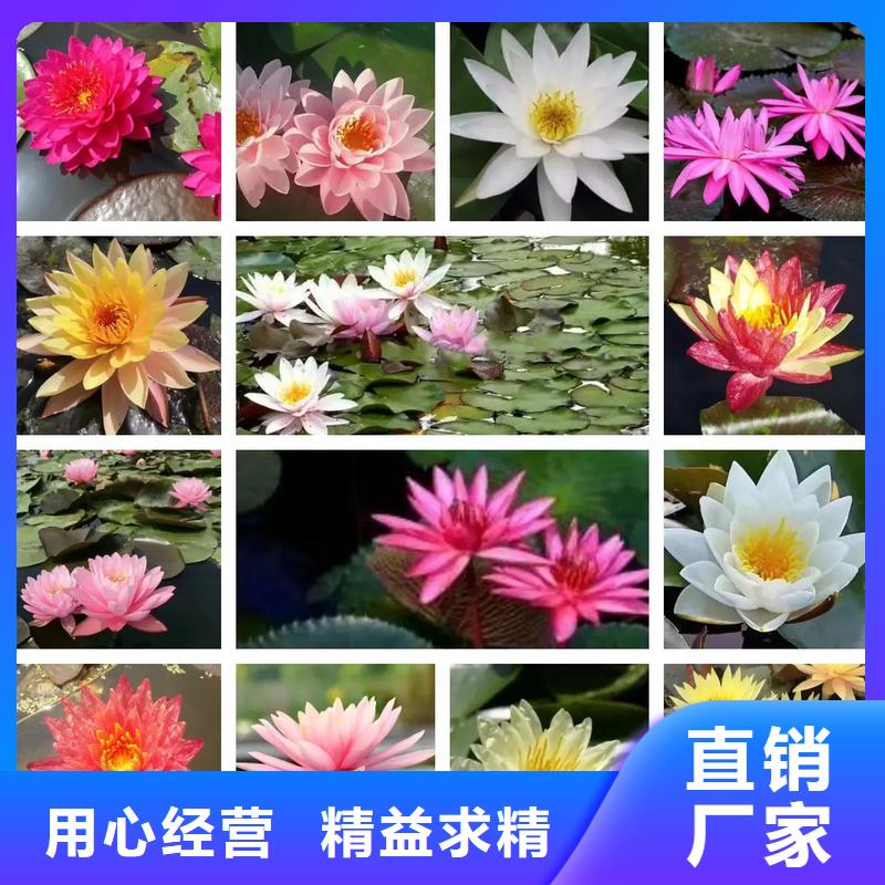 睡蓮和荷花的區(qū)別經(jīng)銷商