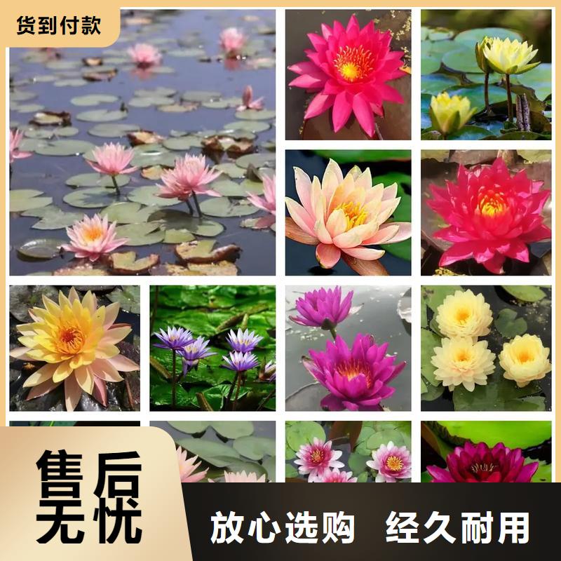 睡蓮種苗定制工廠