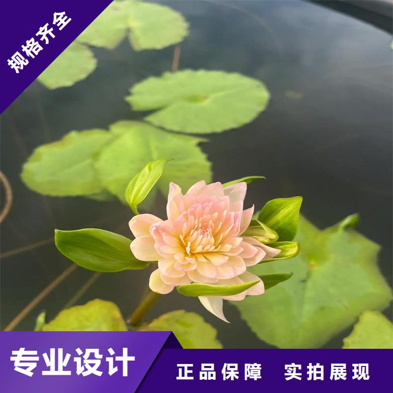 買睡蓮圖片認(rèn)準(zhǔn)大廠家