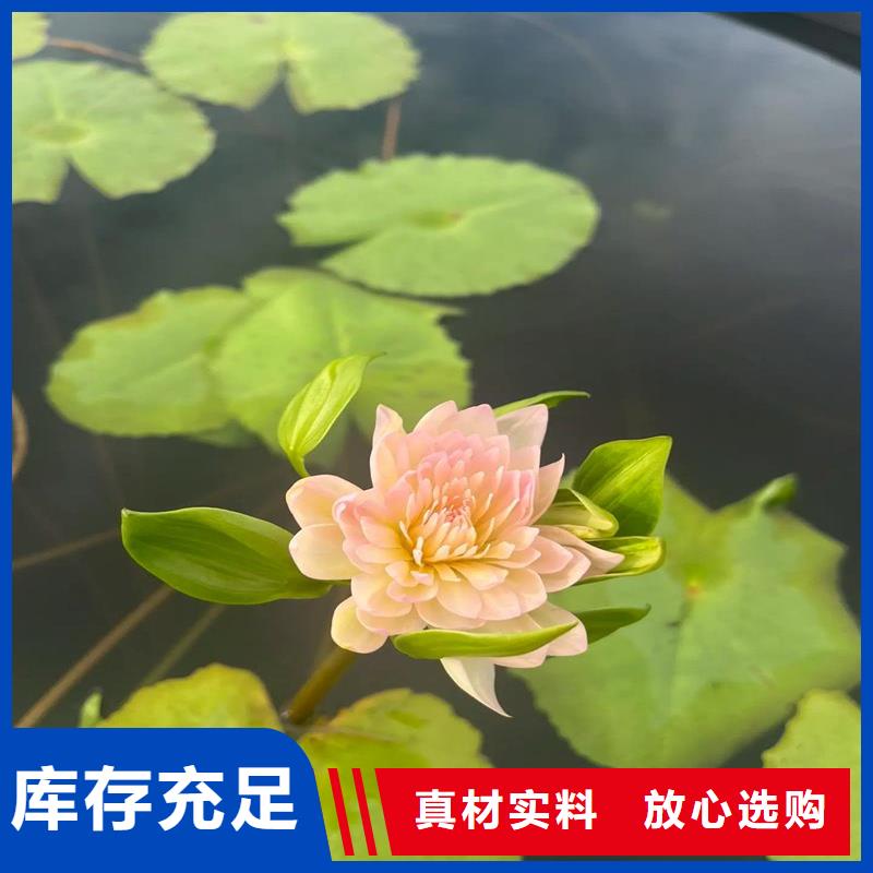 睡蓮什么時(shí)候開花加工定制