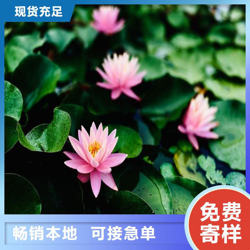 睡蓮種苗定制工廠