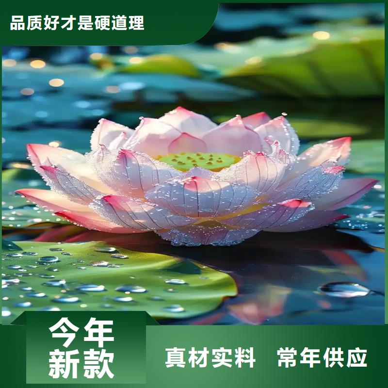 睡蓮什么時(shí)候開花加工定制