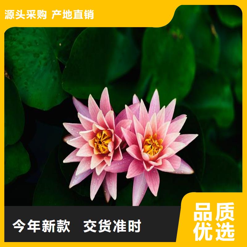 睡蓮種苗定制工廠