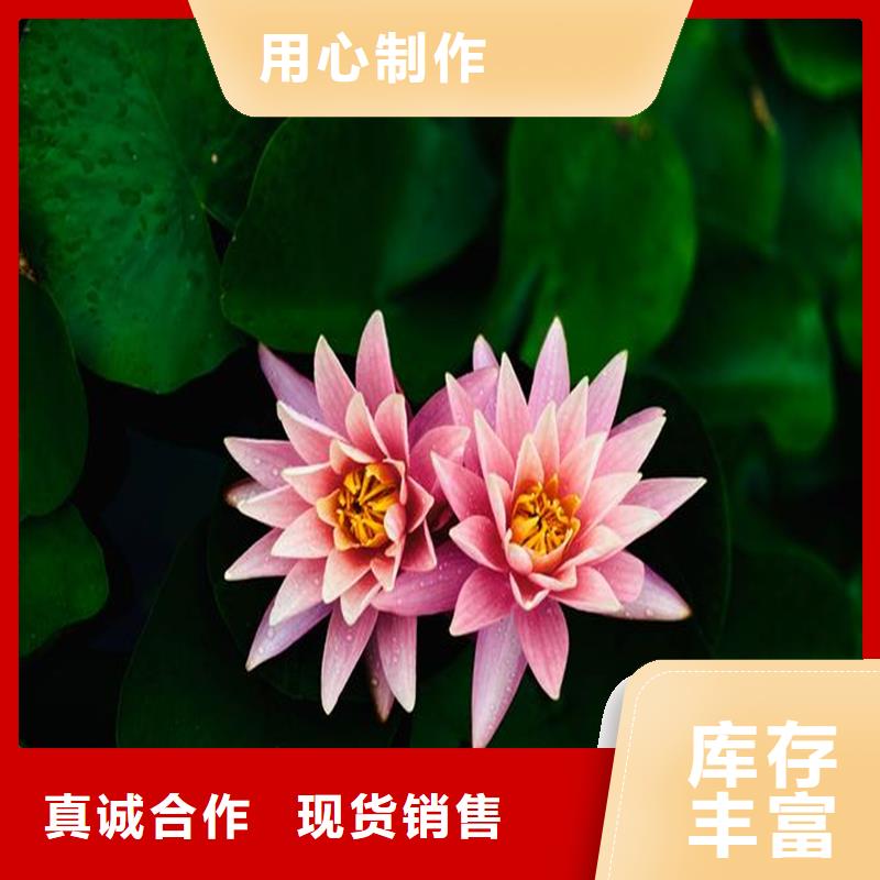 采購睡蓮的花語和寓意全國統(tǒng)一價