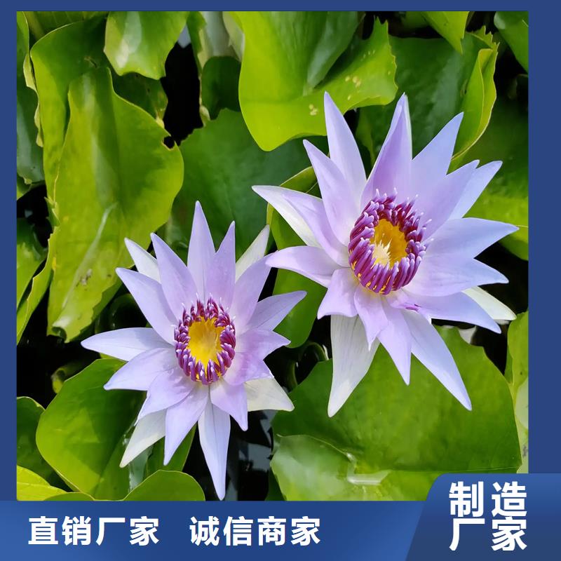 供應(yīng)睡蓮種子_優(yōu)質(zhì)廠家