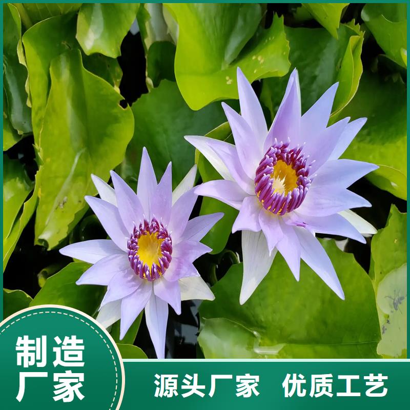 睡蓮和荷花的區(qū)別經(jīng)銷商