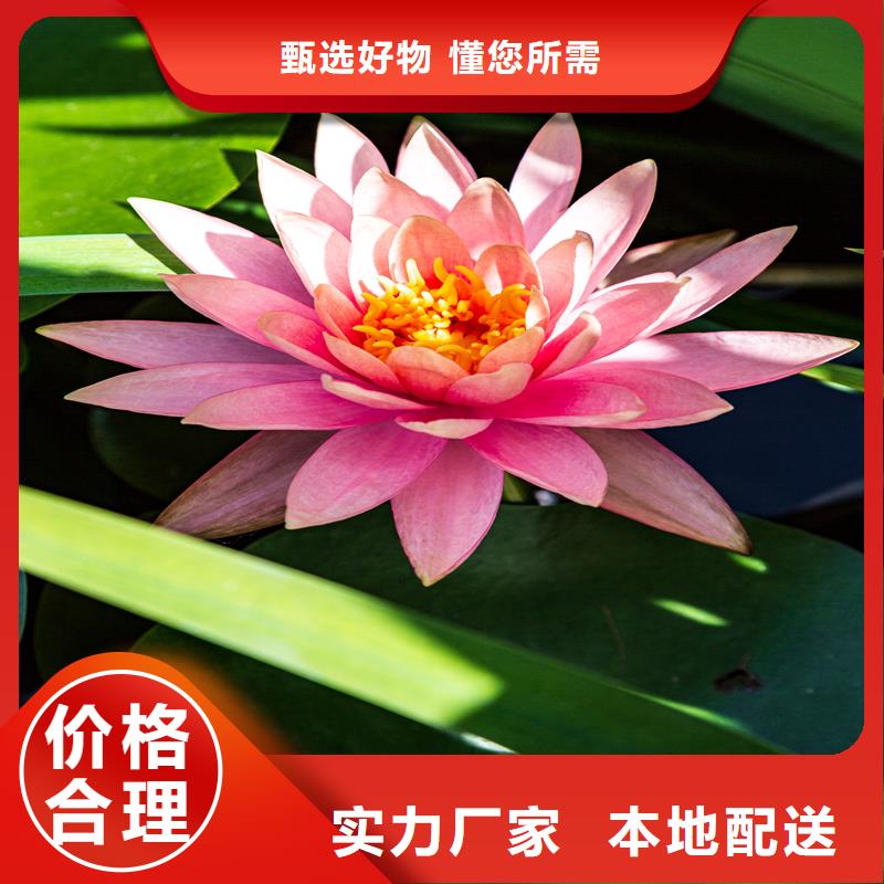 采購睡蓮的花語和寓意全國統(tǒng)一價