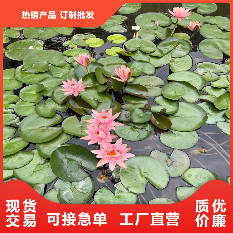 睡蓮和荷花的區(qū)別經(jīng)銷商