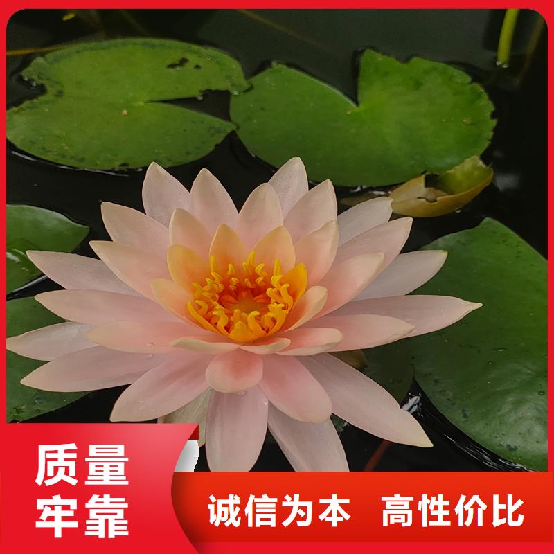 港睡蓮的花語和寓意-點(diǎn)擊咨詢