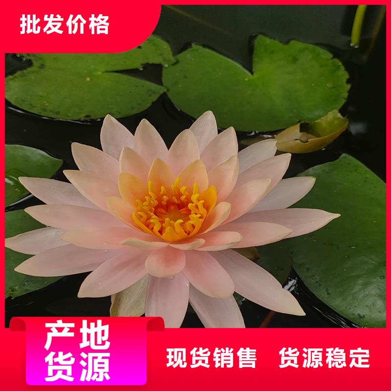 新款睡蓮種苗廠家