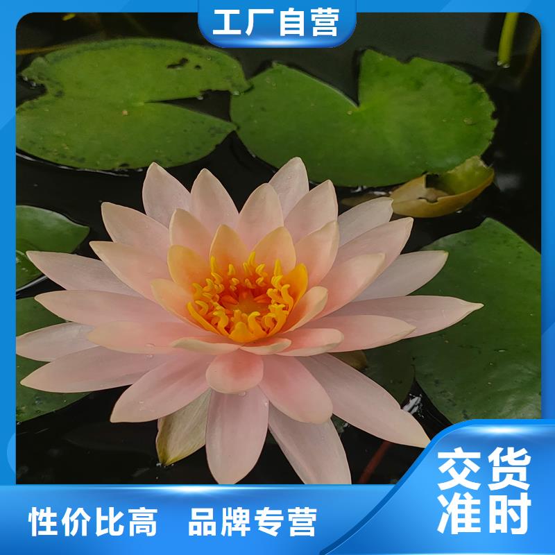 采購睡蓮的花語和寓意全國統(tǒng)一價