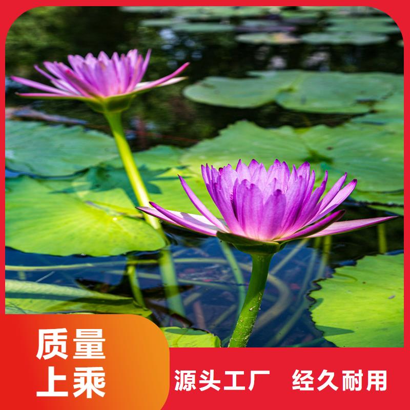 睡蓮和荷花的區(qū)別發(fā)貨就是快