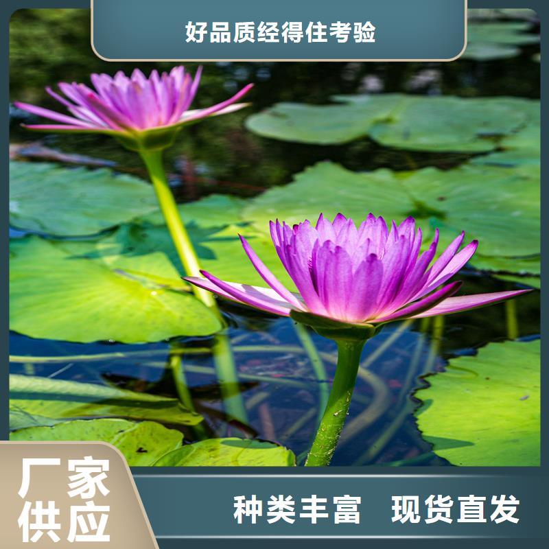 港睡蓮的花語和寓意-點(diǎn)擊咨詢