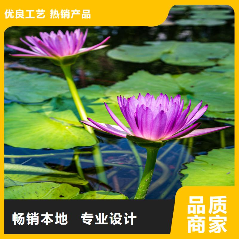 睡蓮種子-用的放心