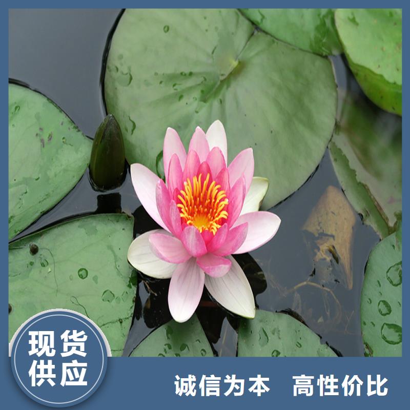 港睡蓮的花語和寓意-點(diǎn)擊咨詢