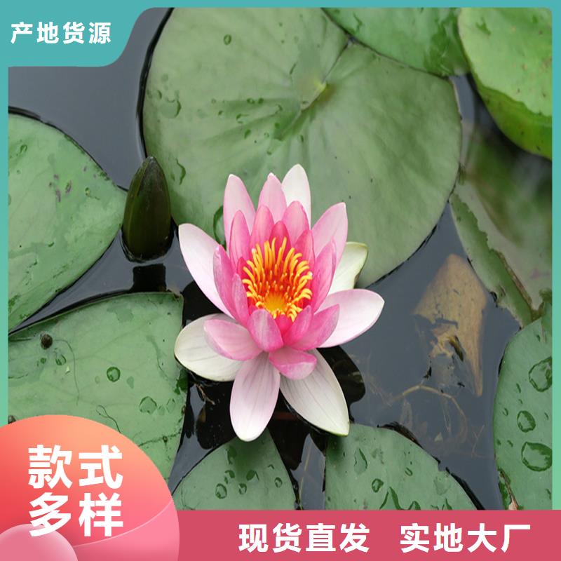 睡蓮什么時候開花加工定制