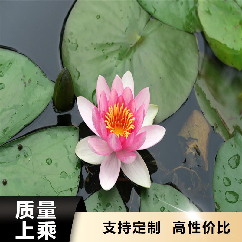 睡蓮種子-用的放心