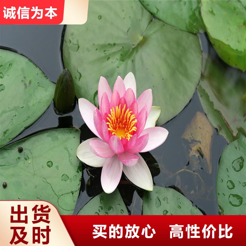 睡蓮和荷花的區(qū)別廠家-合作共贏