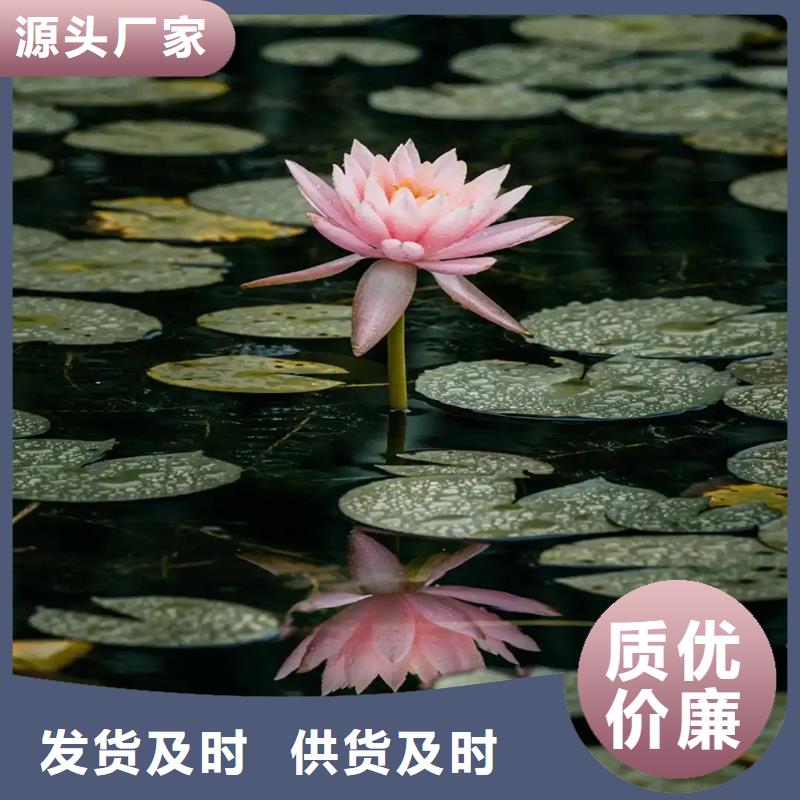 港睡蓮的花語和寓意-點(diǎn)擊咨詢