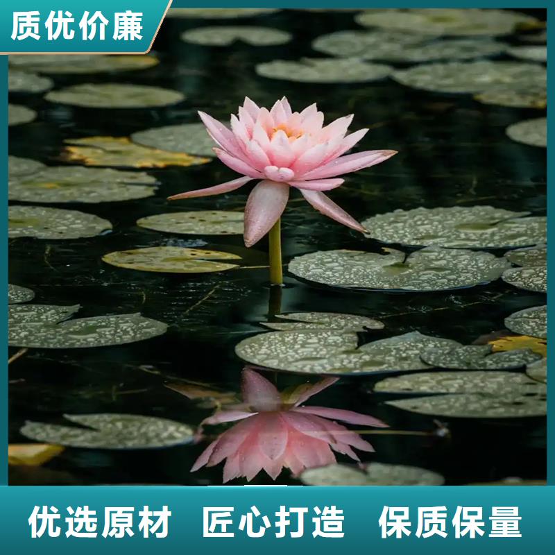 睡蓮種子-用的放心