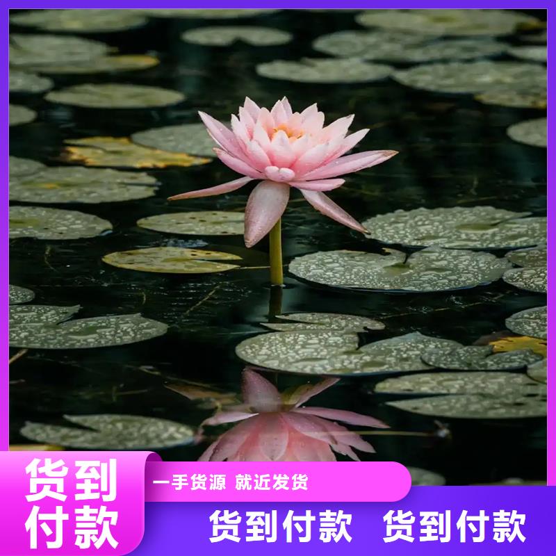 精品睡蓮-精品睡蓮售后保障