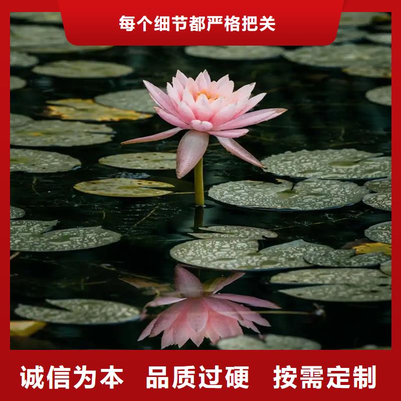 睡蓮種苗定制工廠