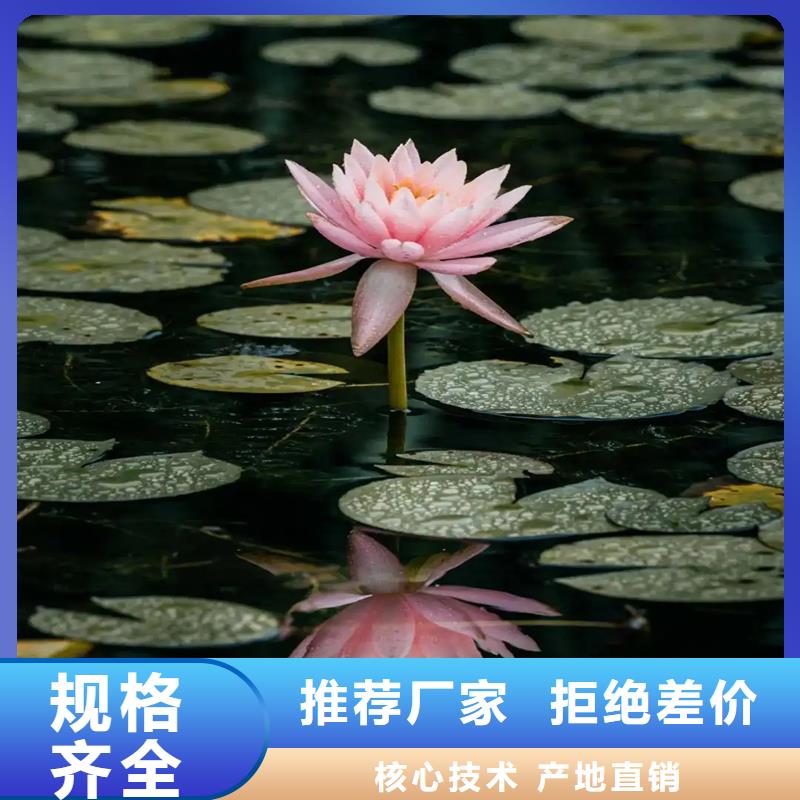 睡蓮什么時候開花加工定制