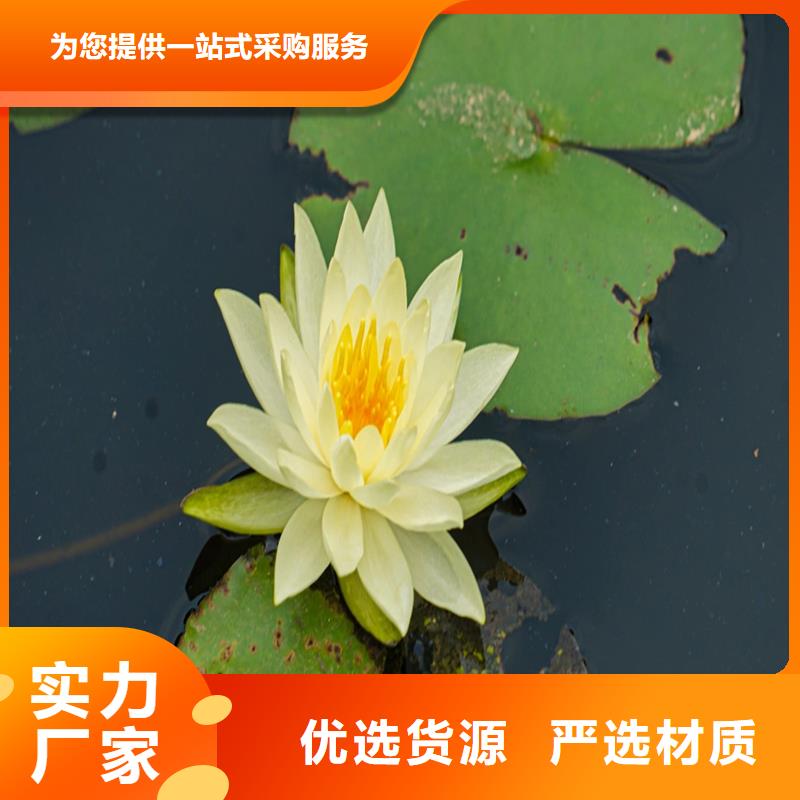 港睡蓮的花語和寓意-點(diǎn)擊咨詢