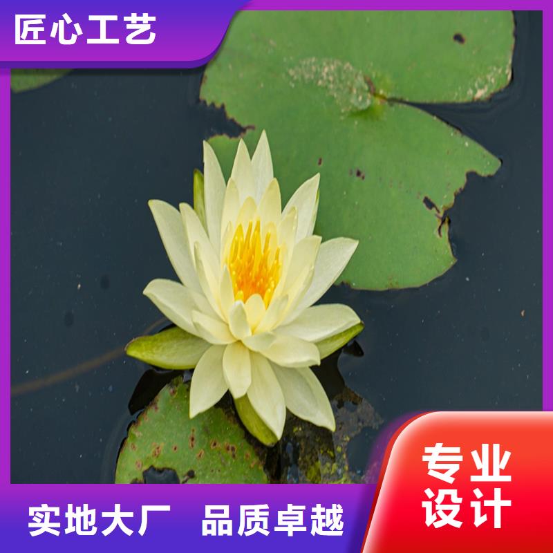 睡蓮和荷花的區(qū)別經(jīng)銷商