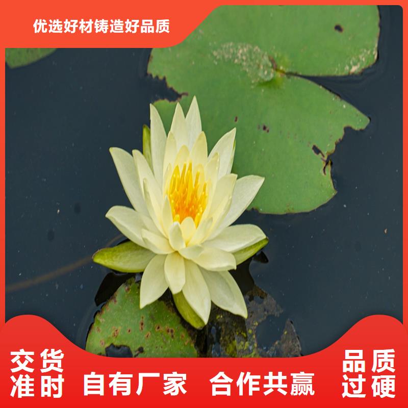 睡蓮和荷花的區(qū)別廠家-合作共贏
