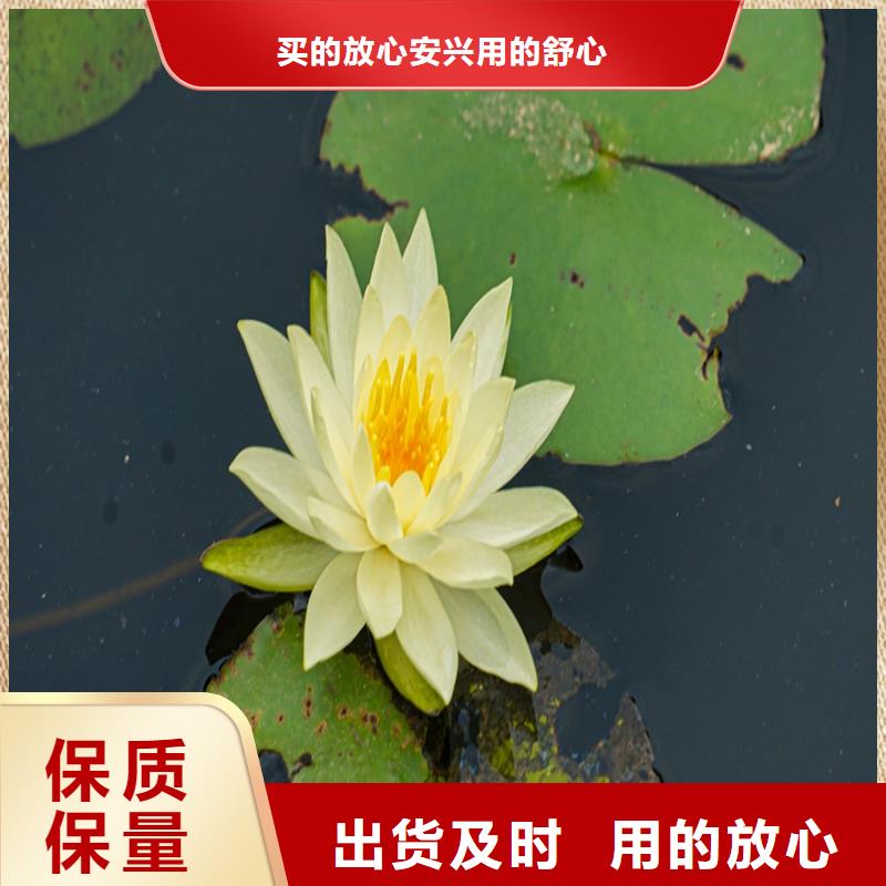 精品睡蓮-精品睡蓮售后保障