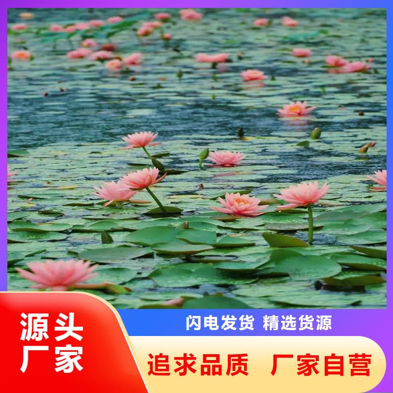 睡蓮和荷花的區(qū)別經(jīng)銷商