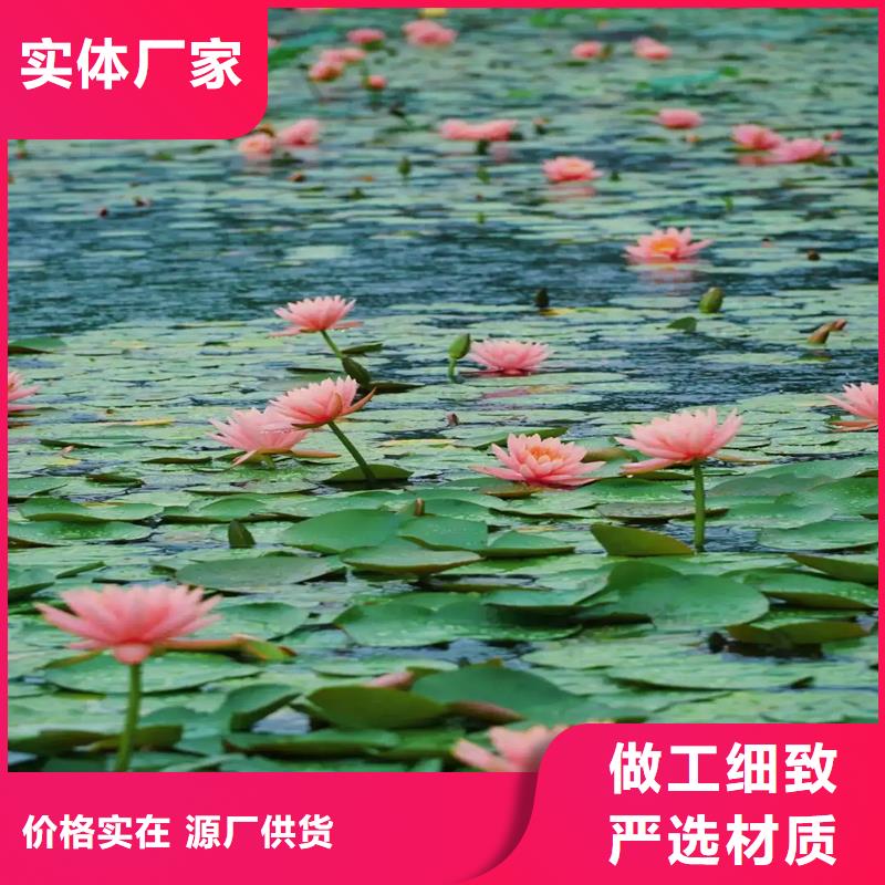 精品睡蓮-精品睡蓮售后保障